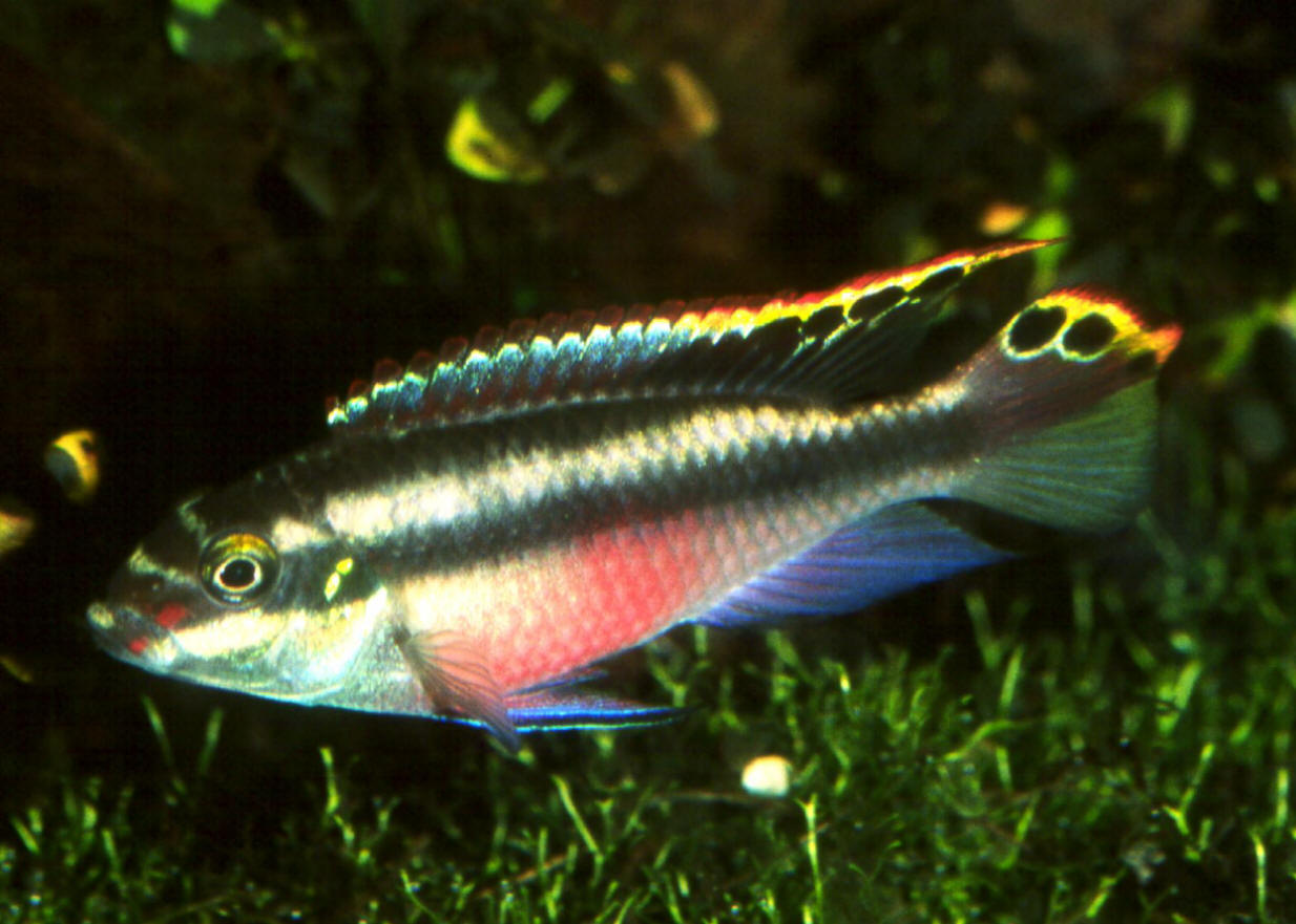 Pelvicachromis pulcher